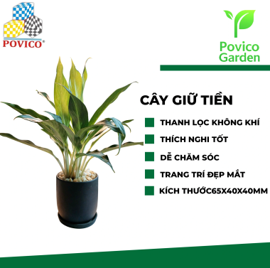 Cây giữ tiền phong thủy 